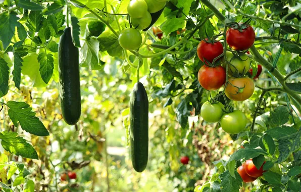 Picture blur, bokeh, Garden, Fruits, Food, Vegetables, Plant, Tomatoes, Cucumbers