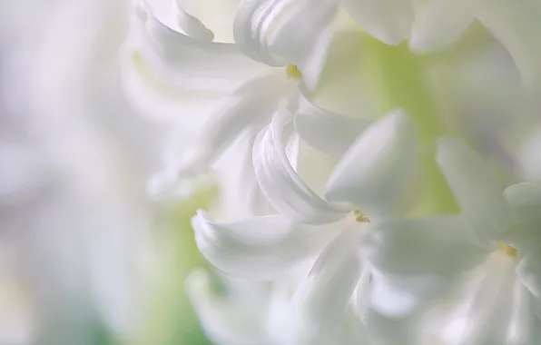 Picture macro, petals, hyacinth, inflorescence