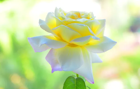 Picture flower, macro, rose, white, light background, yellow, bokeh