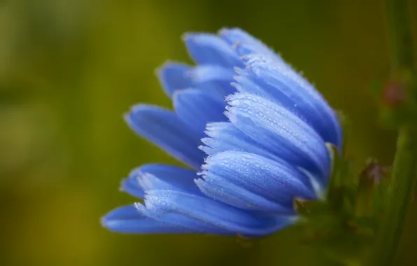 Picture macro, blue, chicory