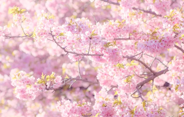 Picture light, flowers, branches, mood, beauty, spring, Sakura, pink, gently, a lot, bokeh