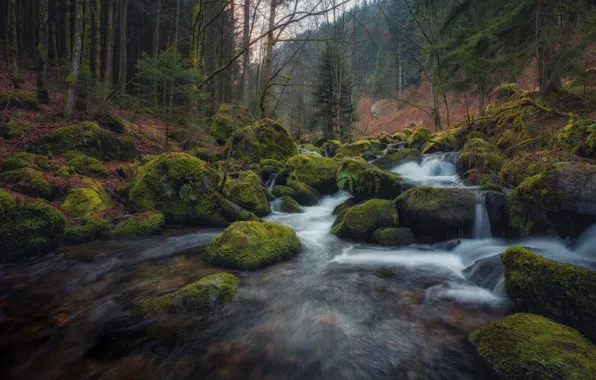 Picture forest, stream, stones, moss, Germany, river, Germany, Baden-Württemberg, Baden-Württemberg, Black Forest, The black forest