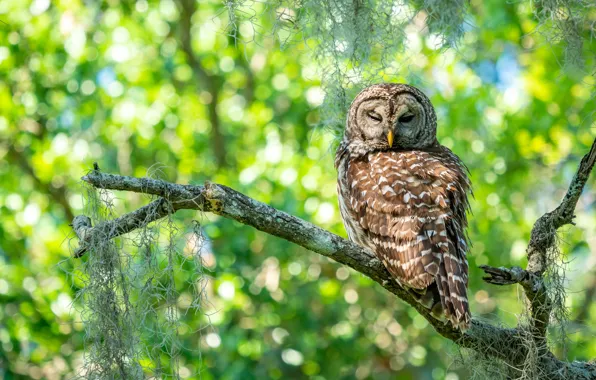 Picture light, branches, glare, owl, bird, foliage, bokeh, closed eyes, narrowed, owl, motley