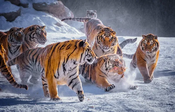 Picture winter, snow, nature, tiger, bird, predators, pack, chicken, running, hunting, tigers, the excitement, a lot, …