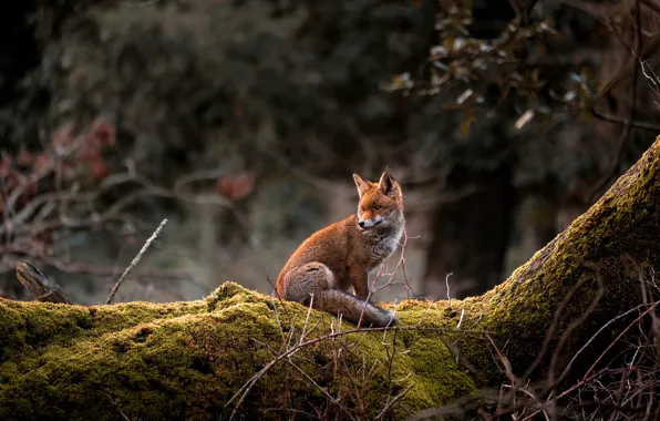 Picture forest, face, branches, nature, pose, tree, moss, Fox, sitting, bokeh