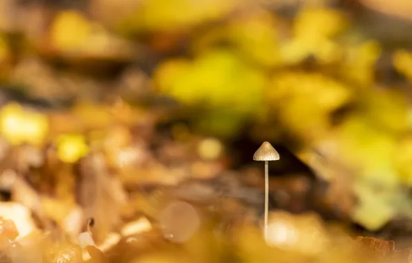 Picture light, nature, mushroom