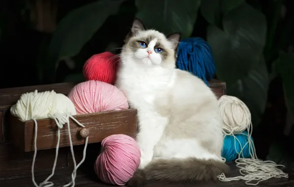 Picture cat, cat, look, leaves, box, blue eyes, thread, chest, krasava, balls, yarn, ragdoll
