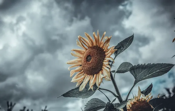 Picture the sky, nature, sunflower