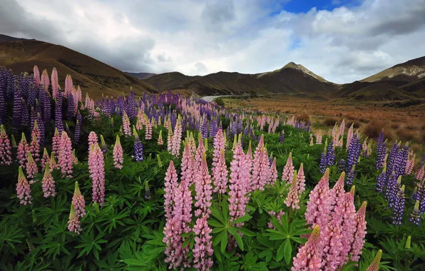 Picture mountains, meadow, Lupin