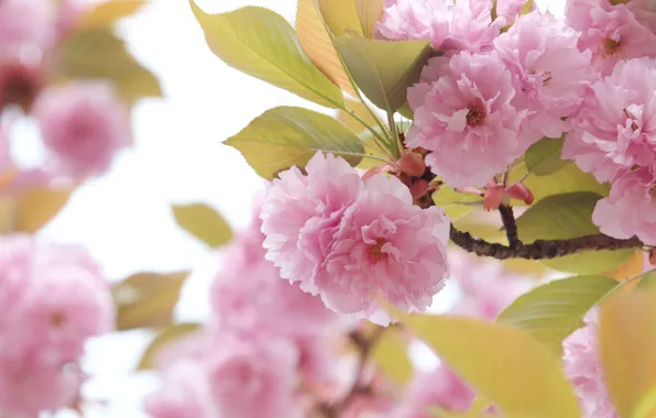 Picture leaves, macro, flowers, branches, spring, Sakura, pink, light background, flowering, bokeh, in bloom, lush
