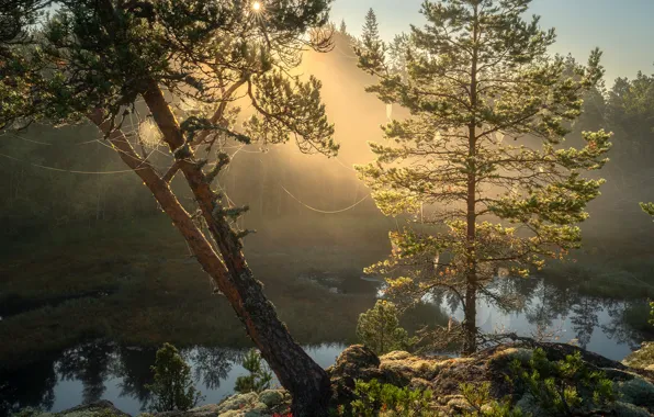 Picture trees, landscape, nature, stones, web, morning, Lake Ladoga, Karelia, Ladoga, Andrey Bazanov, Skerries