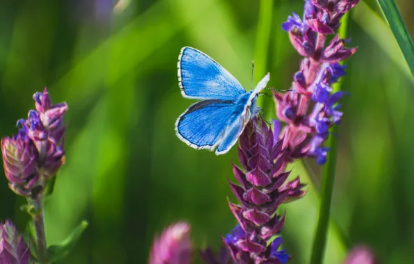 Picture greens, summer, grass, macro, flowers, butterfly, insect, blue, lilac, bokeh