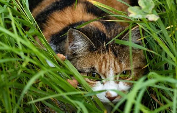 Picture cat, grass, look, face, nature, pose, portrait, lies, hunting, bokeh, spotted, motley