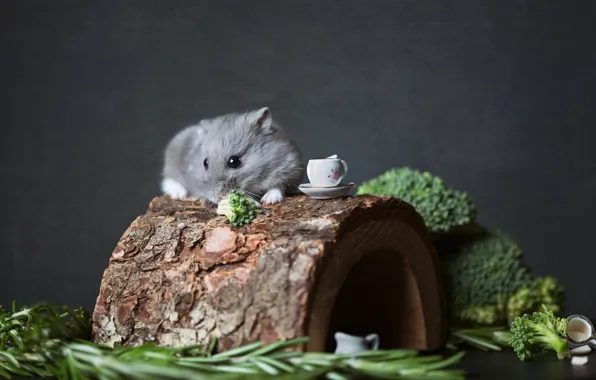 Picture greens, look, tree, food, hamster, Nora, mouse, the tea party, mug, Cup, lies, house, log, …