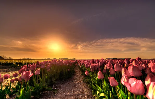 Picture field, the sky, the sun, clouds, light, sunset, flowers, nature, beauty, spring, the evening, horizon, …