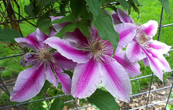 Picture leaves, pink flowers, clematis