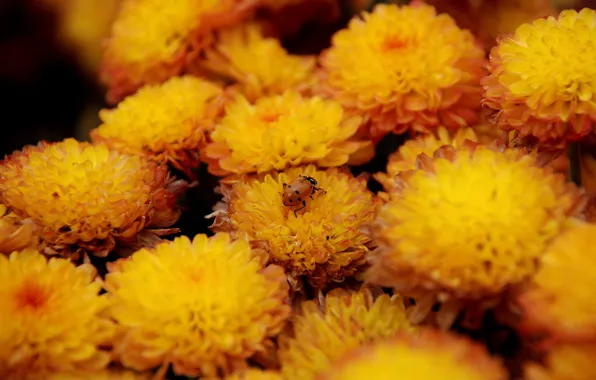 Picture macro, flowers, bright, ladybug, beetle, yellow, garden, insect, chrysanthemum, a lot, bokeh