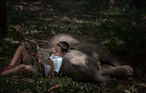 Picture boy, book, two, boy, reading, book, elephant, reading, relaxation, relaxation, elephant