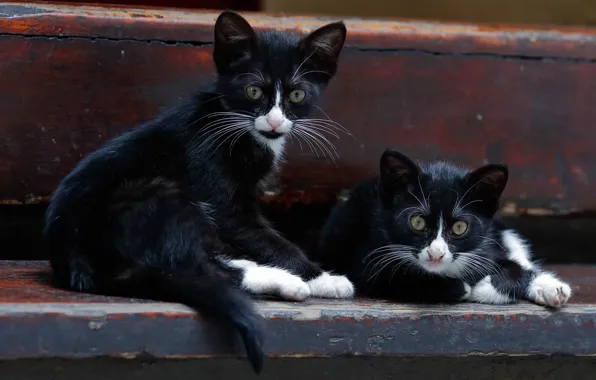 Picture kittens, a couple, twins