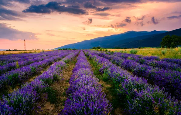 Picture field, summer, the sky, clouds, sunset, flowers, mountains, lilac, hills, paint, France, the evening, the …