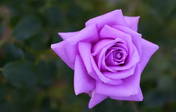 Picture background, rose, purple