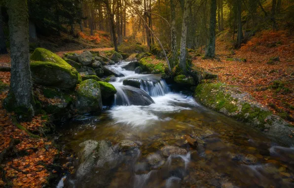 Picture autumn, forest, trees, nature, stones, for, foliage, waterfall, stream, falling leaves, boulders, autumn leaves