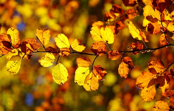 Picture autumn, light, branch, yellow, the colors of autumn, bokeh, autumn leaves