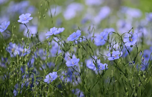 Picture flowers, glade, blue, bokeh, len