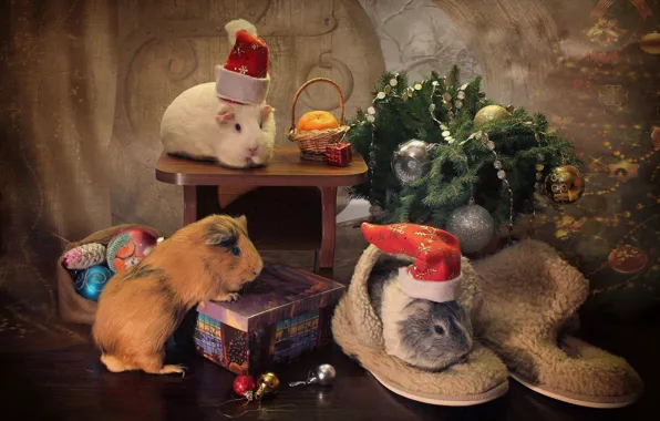 Picture balls, decoration, gift, balls, toys, New year, rodents, Guinea pigs, Trinity, spruce branches, caps