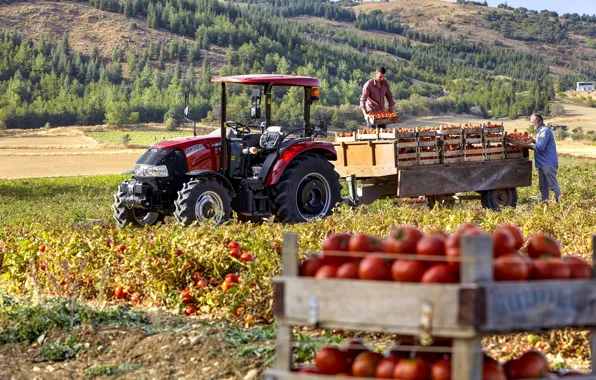 Picture tractor, tomato, agriculture, Case IH JX50E