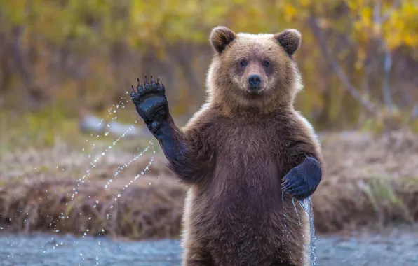 Picture paw, bear, bear, hi