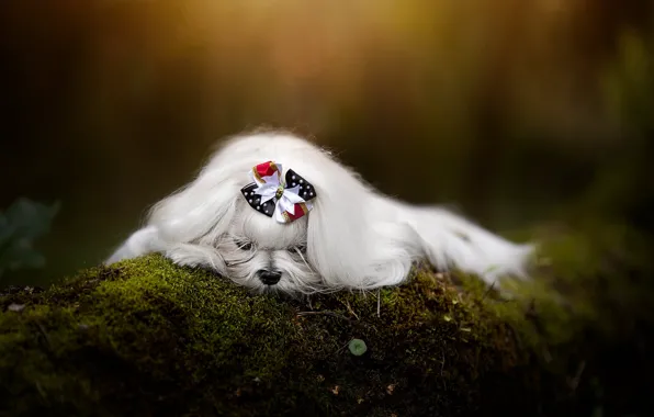 Picture moss, dog, bow, bokeh, doggie, The Havanese