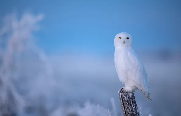 Picture winter, frost, owl, bird, post, blue background, polar, snowy owl