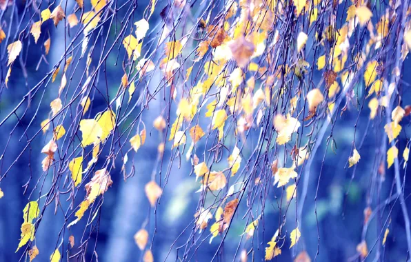 Picture autumn, leaves, macro, branches, birch