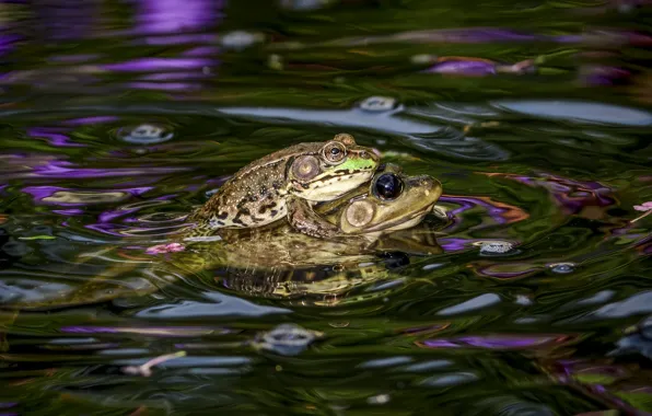 Picture look, water, two, frog, bathing, pair, frogs, pond, swimming, bokeh, swimmers, circles on the water