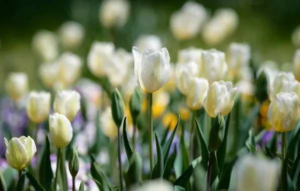 Picture flowers, spring, garden, tulips, flowerbed, a lot, bokeh