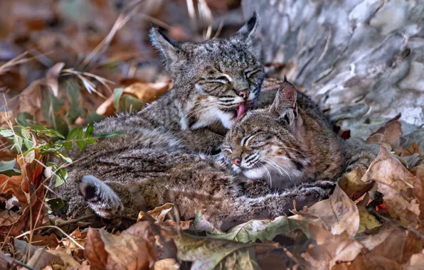 Picture leaves, cub, wild cats, lynx, a mother's love