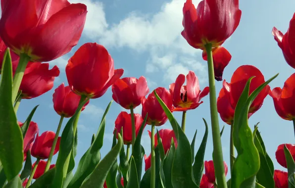 Picture the sky, leaves, clouds, flowers, spring, tulips, red