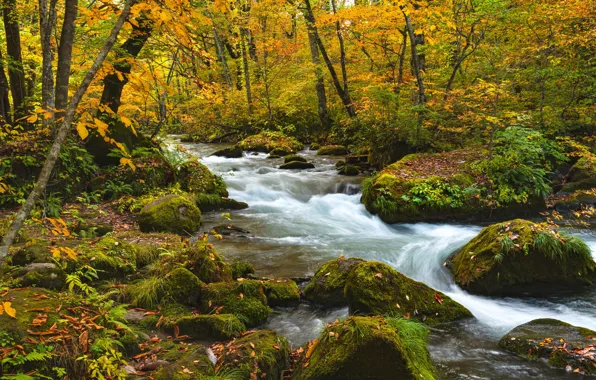 Picture autumn, forest, leaves, trees, branches, stream, stones, foliage, moss, stream, yellow, river, forest, mossy