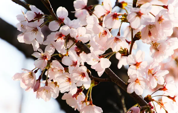 Picture light, flowers, branches, cherry, tree, spring, flowering, bokeh, in bloom