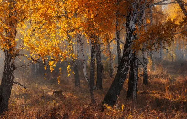Picture yellow leaves, morning mist, birch grove, Marateaman