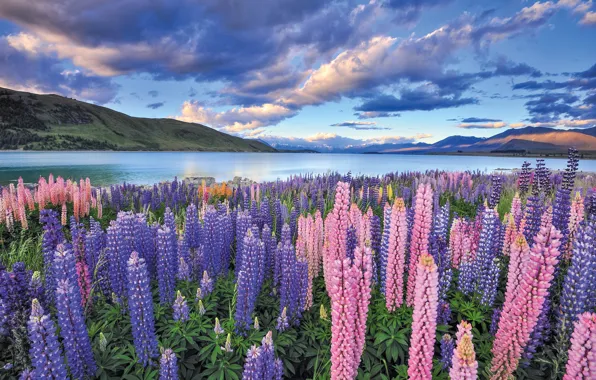 Picture field, clouds, flowers, lupins