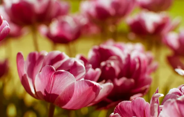 Picture light, flowers, blur, spring, petals, tulips, pink, bokeh