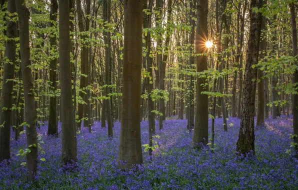 Picture forest, the sun, light, trees, flowers, glade, spring, bells, lilac