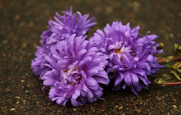 Picture flowers, background, bouquet, lies, trio, lilac, bokeh, asters