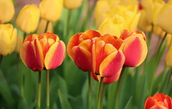 Picture greens, flowers, spring, yellow, tulips, red, buds, two-tone