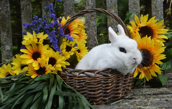 Picture white, look, sunflowers, flowers, the fence, rabbit, Bunny, basket, big eyes