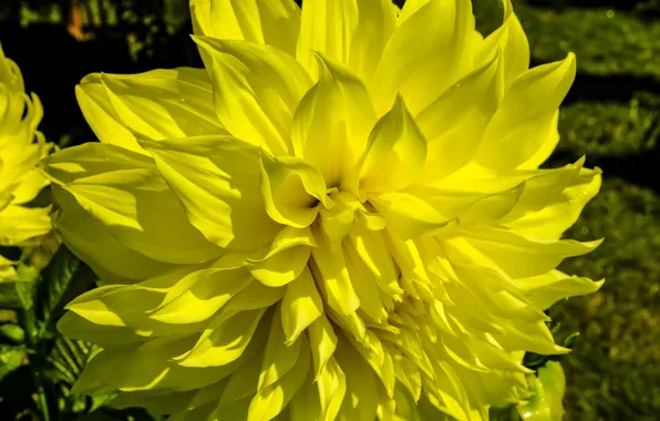 Picture Flower, Dahlia, Yellow Dahlia
