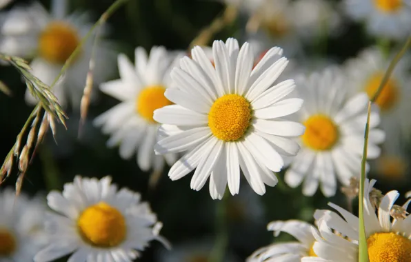 Picture flowers, chamomile, spikelets, white, bokeh