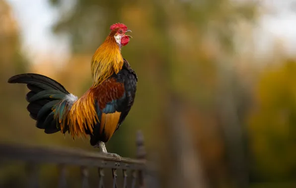 Picture background, bird, the fence, bokeh, cock